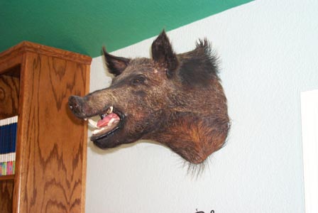 Boar