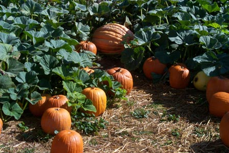 TomaryPumpkinPatch